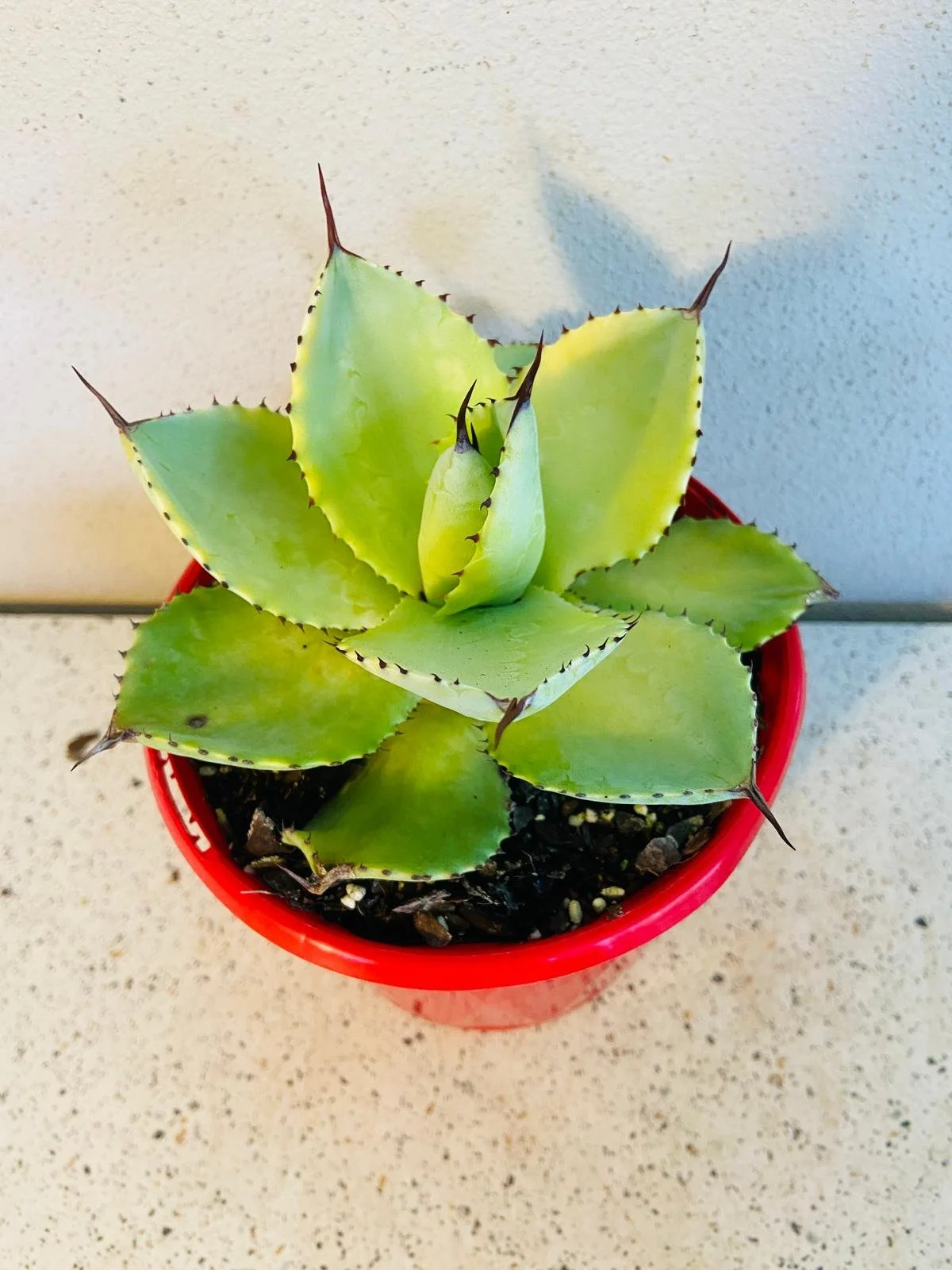 Agave Potatorum Cv.Cubic for Sale | Buy Low-Maintenance Succulent 