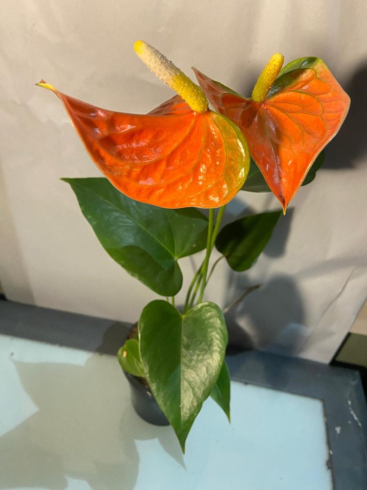 Anthurium Emma