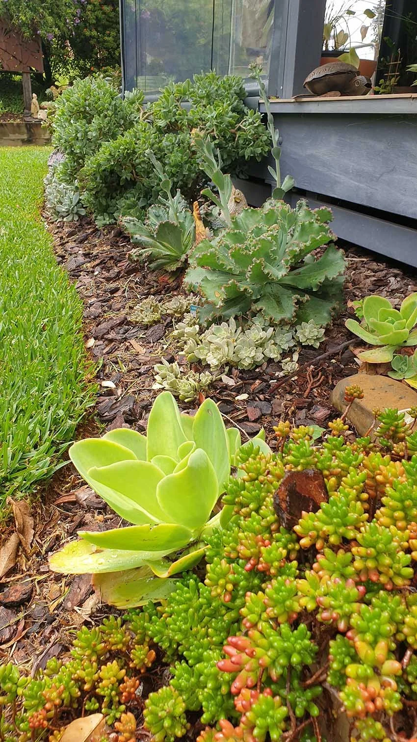 Succulents and Rain