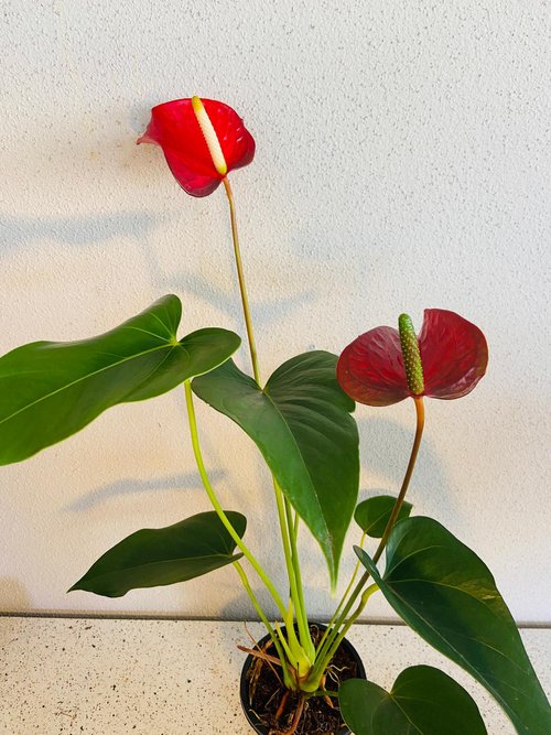 Anthurium Emma