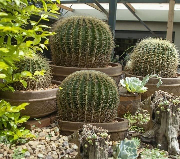 Cacti- Golden Barrel Cactus- Echinocactus Grusonii.jpg