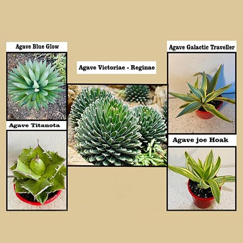 Agave Value Buster Pack - 1