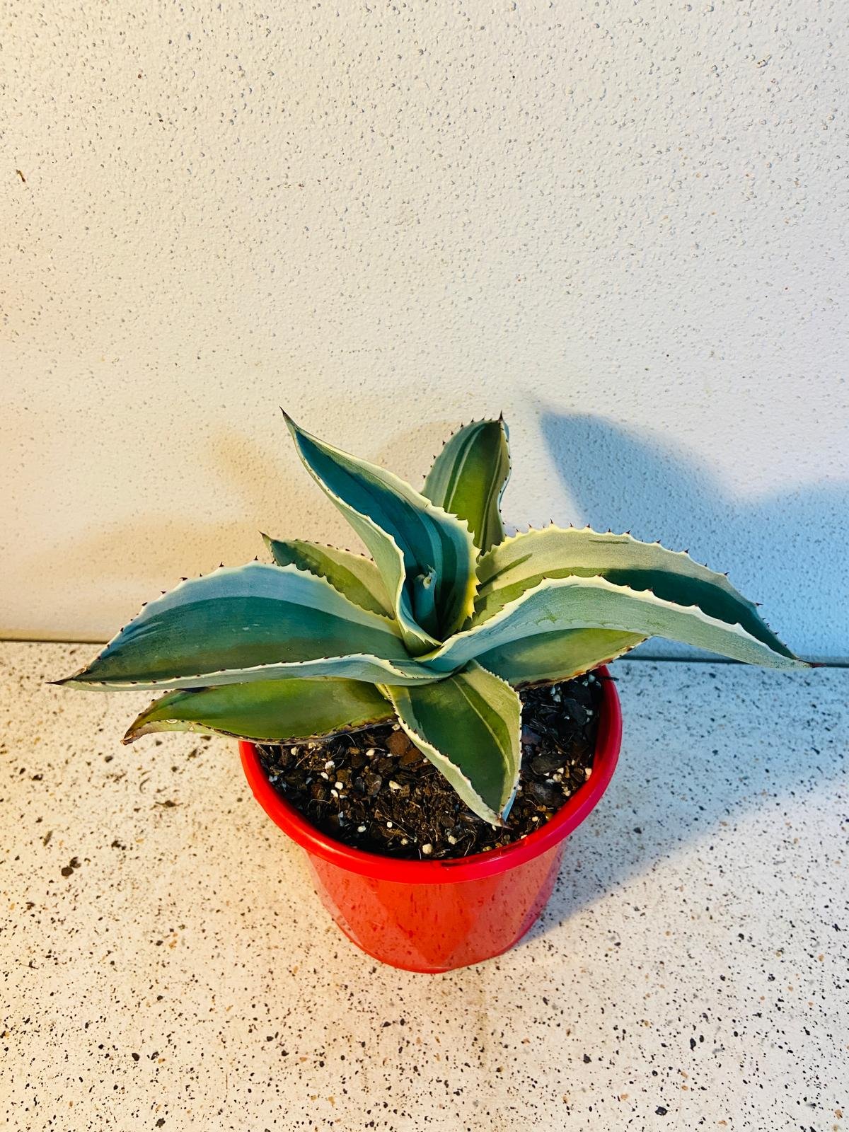 Agave ovatifolia variegated 
