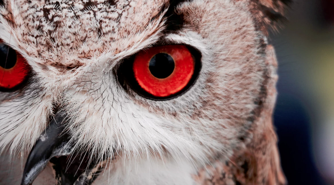What do you see? 