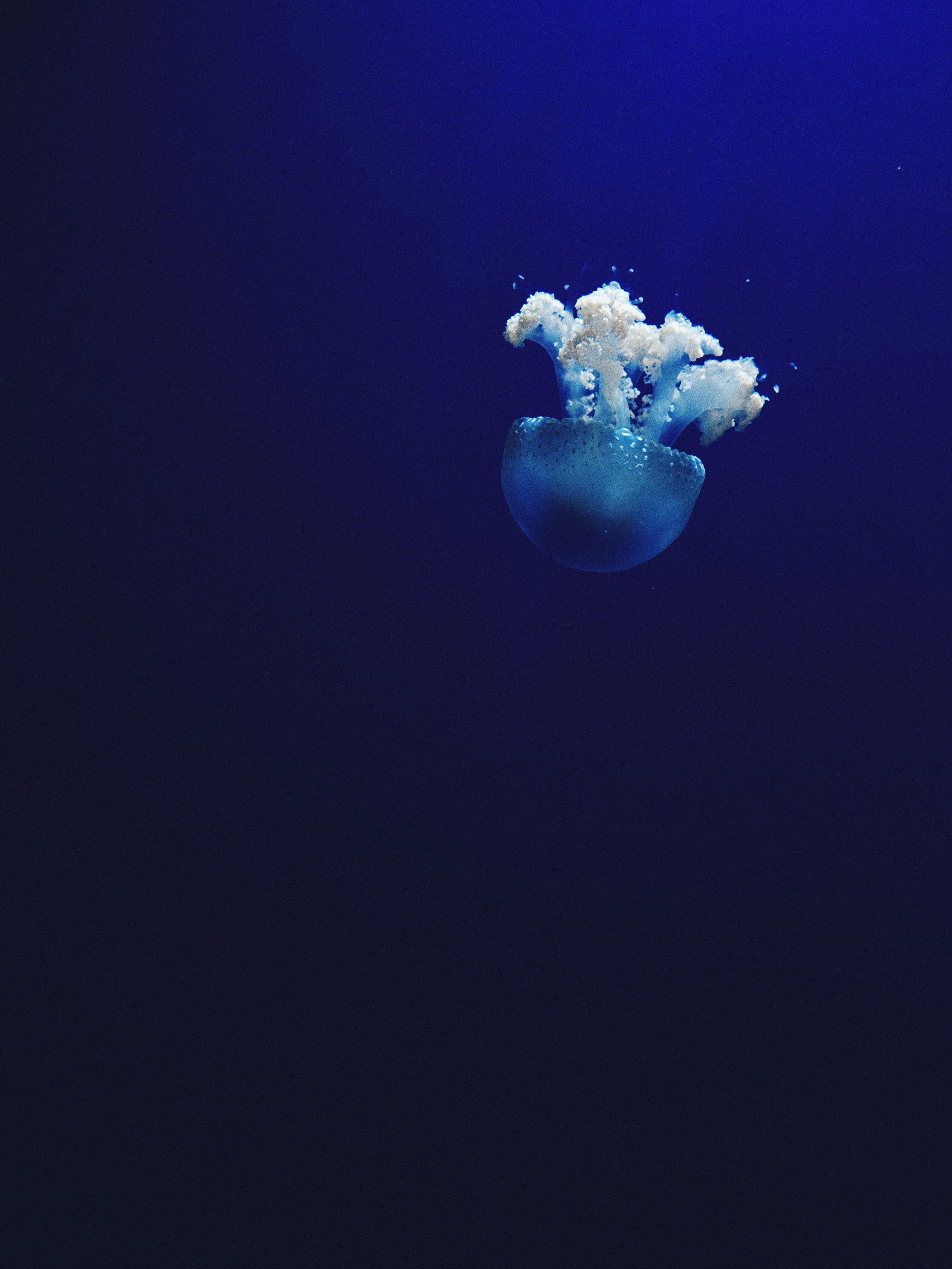 jellyfish.jpg