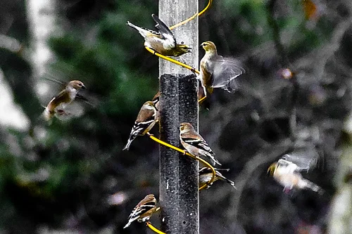 Exponential Technologies and Social-Ecological Design