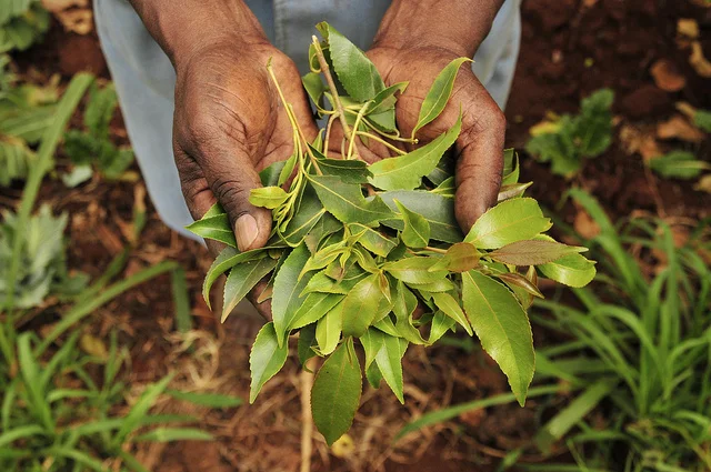 Global-Gardener-Neil-Palmer-CIAT-Code-Innovation-m4Ag.jpg