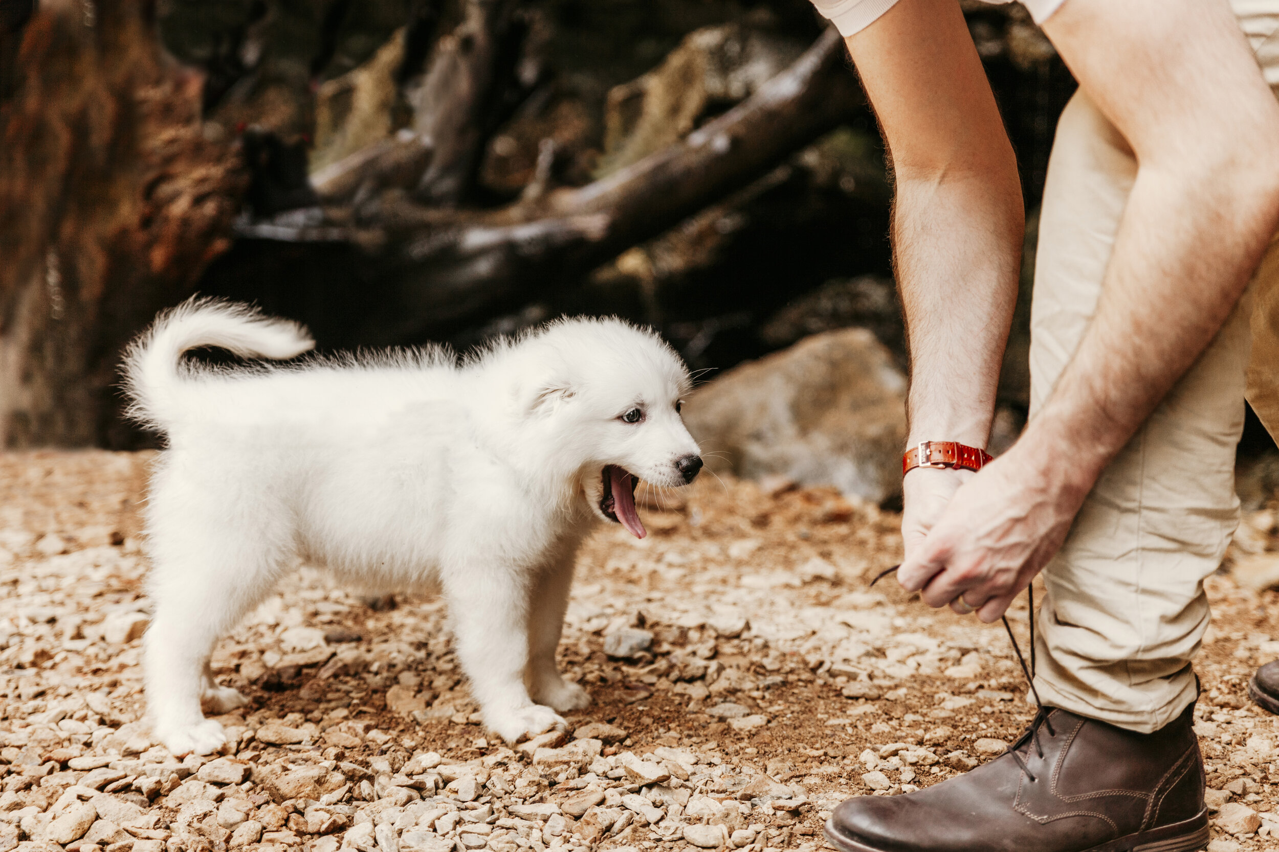 Willow Puppy Yawn