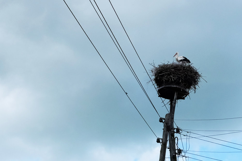 Storch_Prignitz.jpg