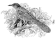 DesignItLoveIt-Free-Vintage-Bird-Graphic-The-Brown-Thrasher.png