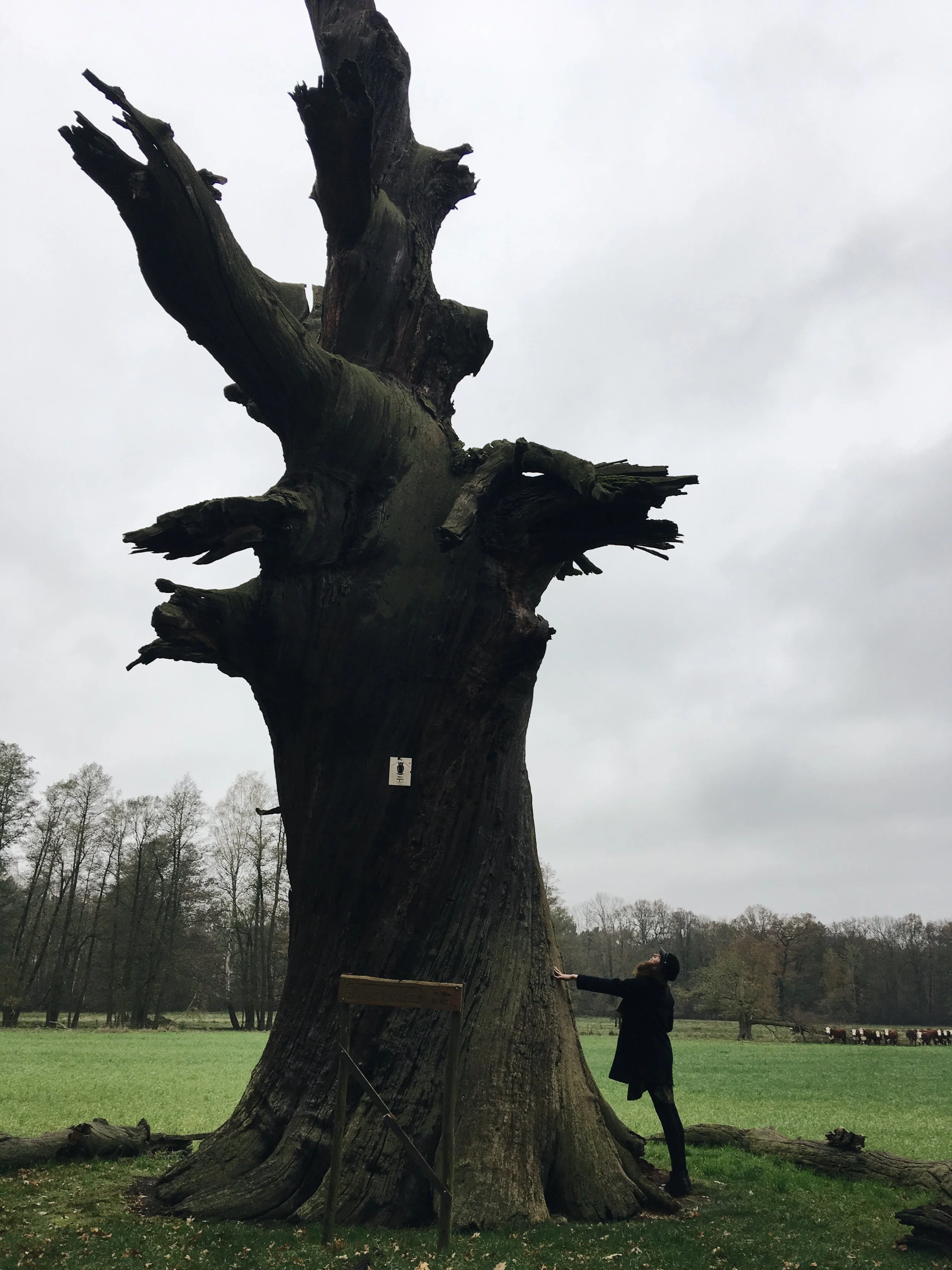 Straupitz / Florentiner Eiche: Wenn auch lange abgestorben, ist die 800 Jahre alte Eiche mit einem Umfang von 8,50m eine der stärksten erhaltenen Eichen im Spreewald / Mehr Infos hier.