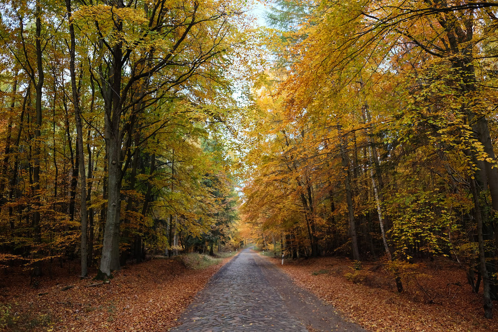 wecyclebrandenburg_uckermark_melzowerforst6.JPG