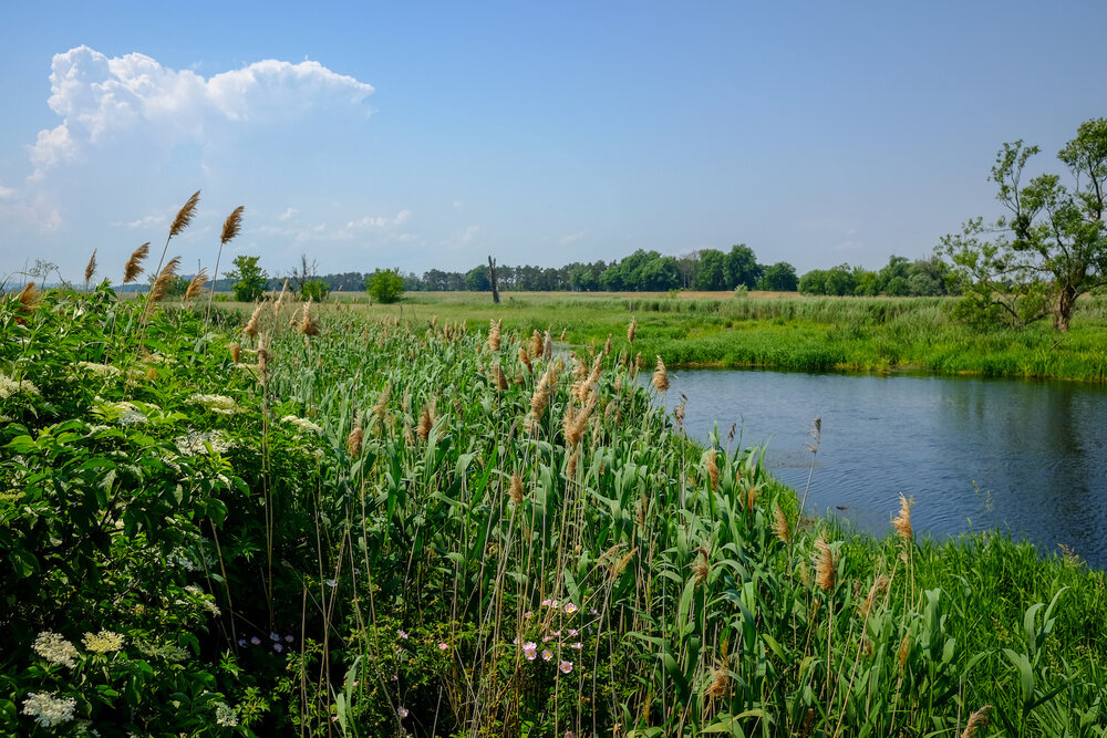 wecyclebrandenburg_36_NationalparkUnteresOdertal3..jpg