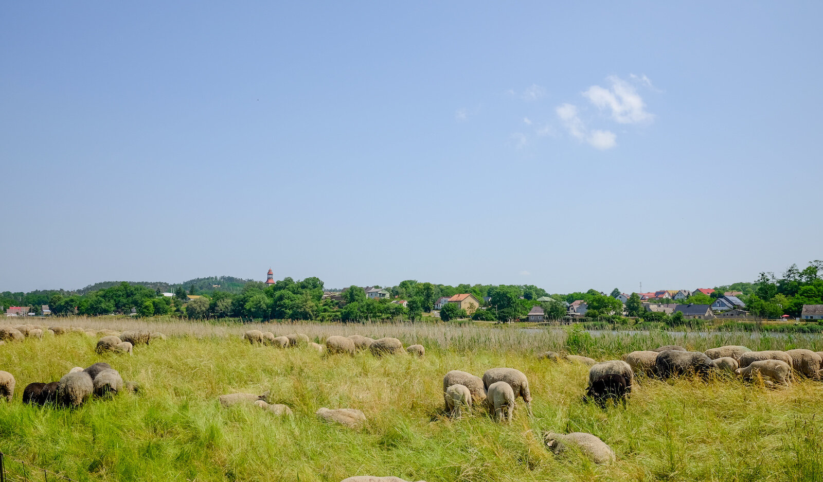 wecyclebrandenburg_46_NationalparkUnteresOdertal_Oder..jpg