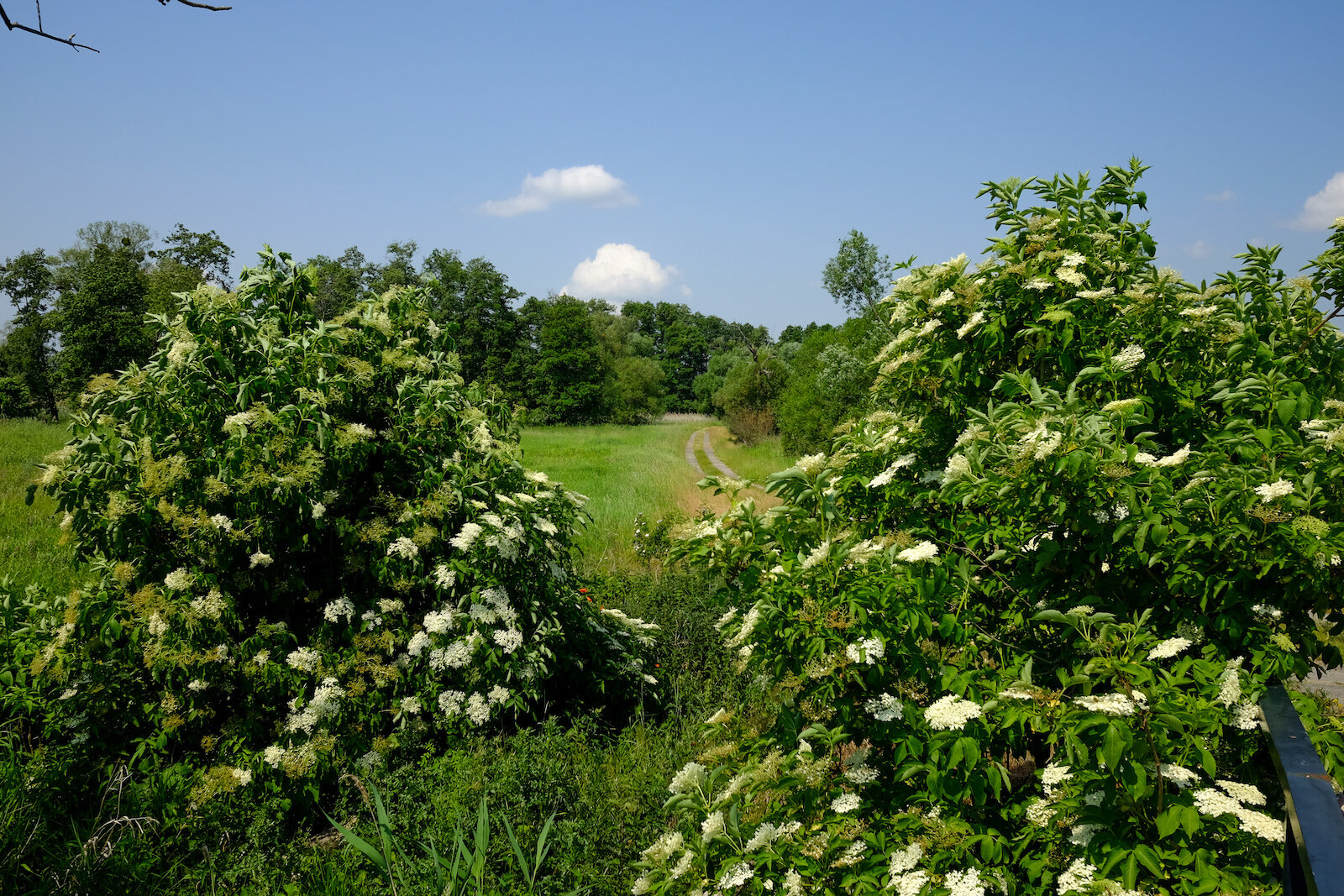 wecyclebrandenburg_37_NationalparkUnteresOdertal4..jpg