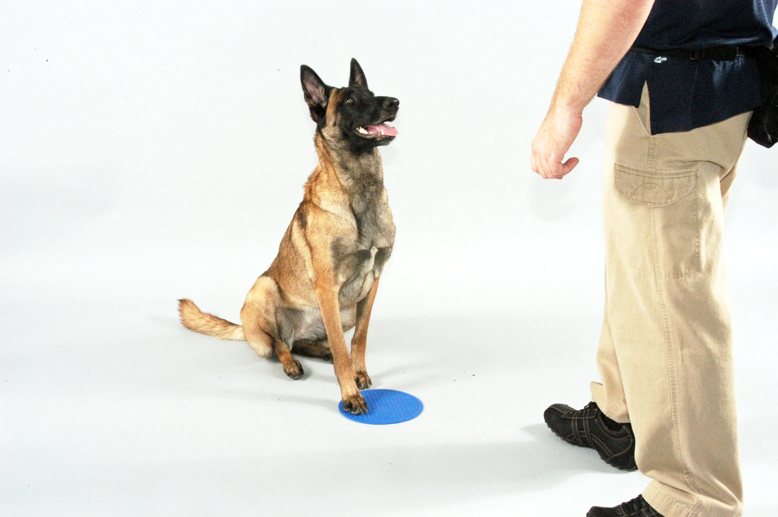 International dog trainer seminars&nbsp;