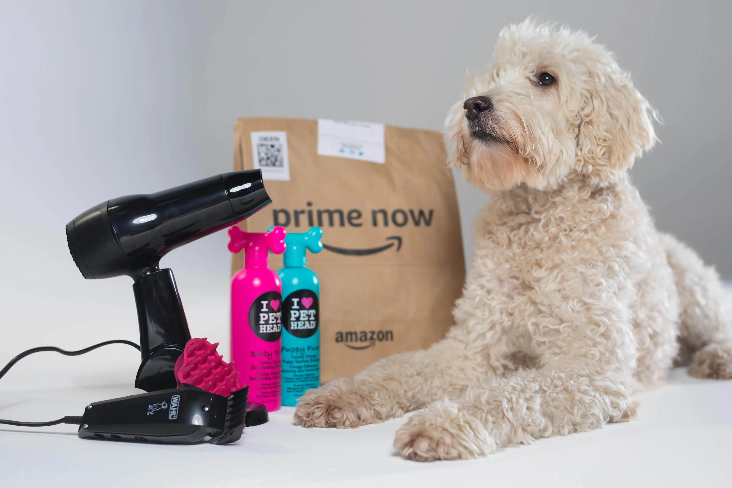 Brighton barking mad as Crufts 2018 kicks off, Amazon