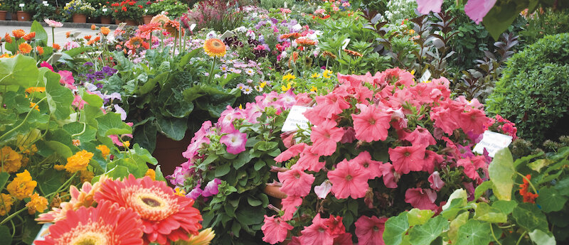 Thompson &amp; Morgan back onboard with Lokulus tech