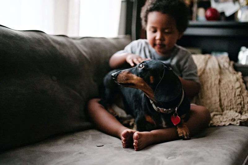 Pets at Home enlists OneStock for new Click and Collect service