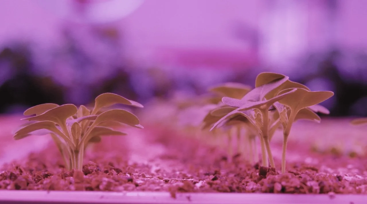 Marks and Spencer launches three robotics grown vertically farmed salads across retailer's stores