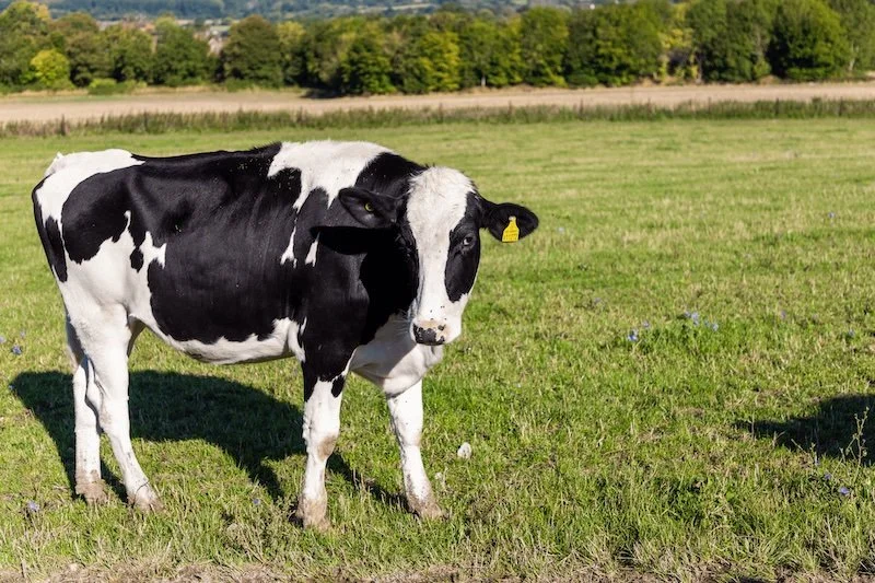 Marks and Spencer claims an AI first as it deploys animal welfare monitoring tools across diary farms