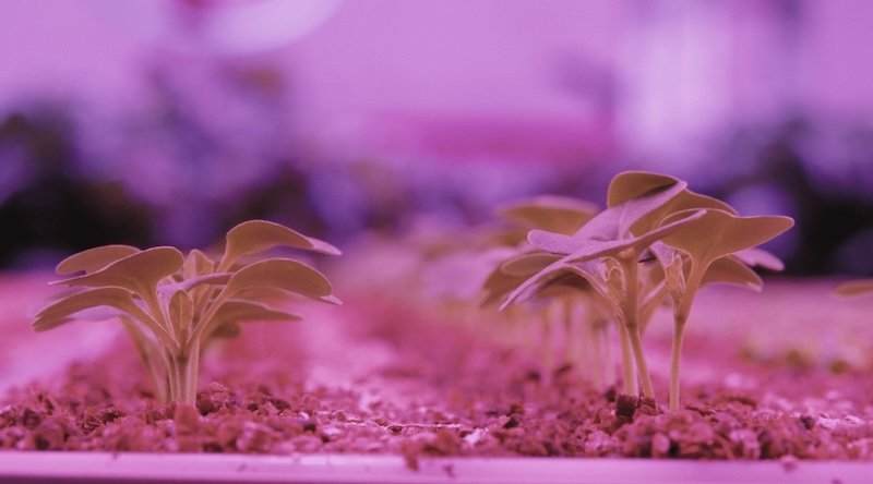 Marks and Spencer launches three robotics grown vertically farmed salads across retailer's stores