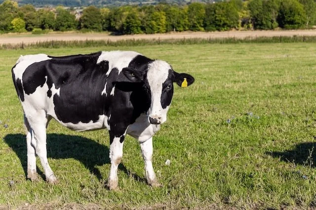 Marks and Spencer claims an AI first as it deploys animal welfare monitoring tools across diary farms