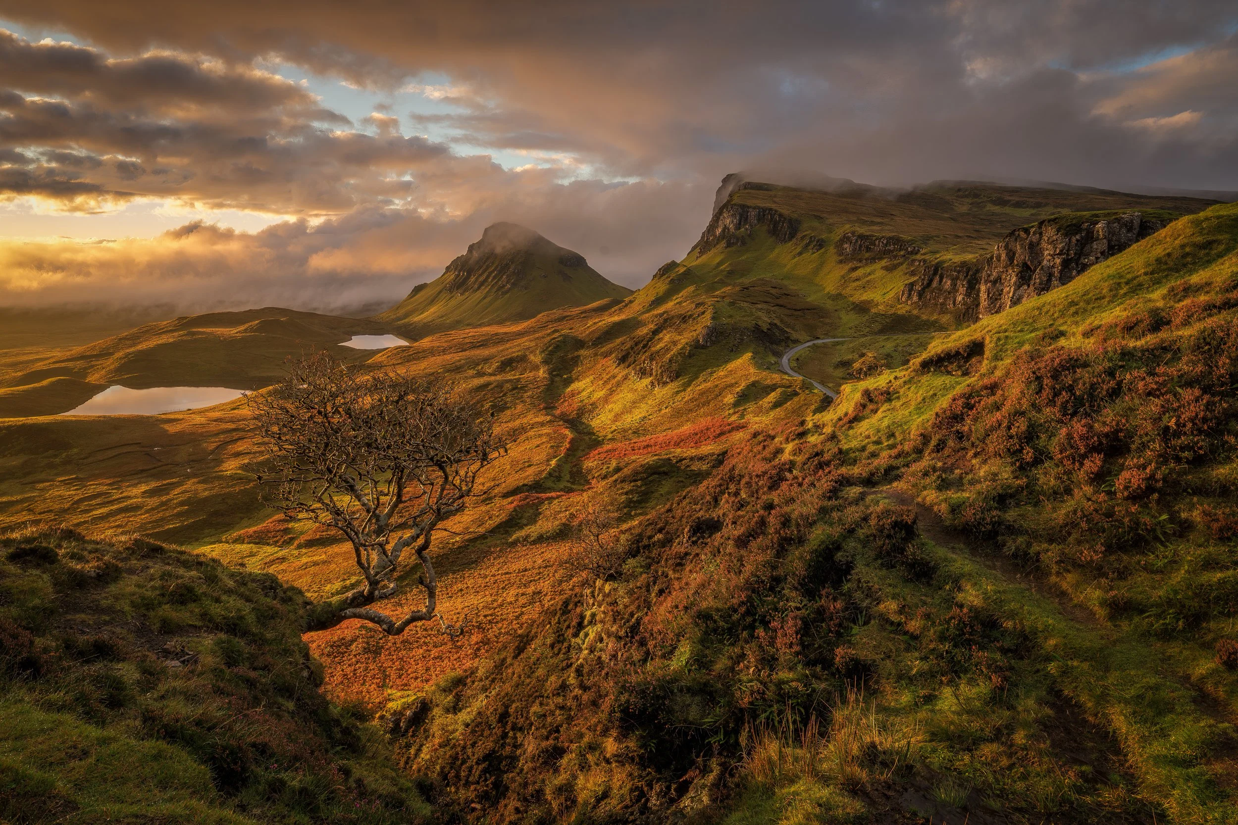 Quiraing Lone Tree sq-1.jpg