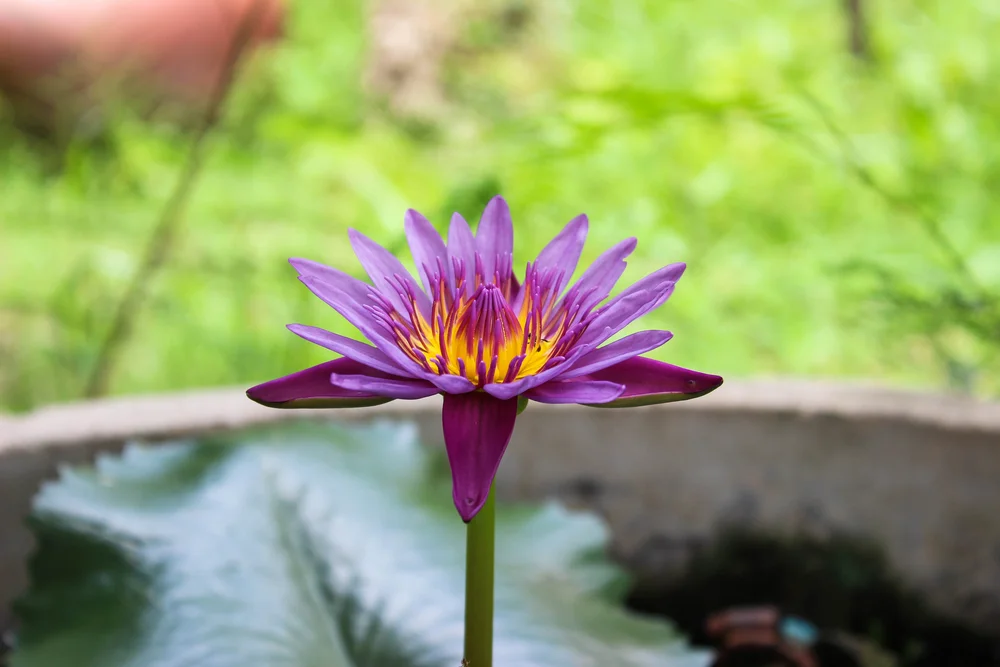 【业果 KARMA】佛欢喜享用的是... What the Buddha enjoys...