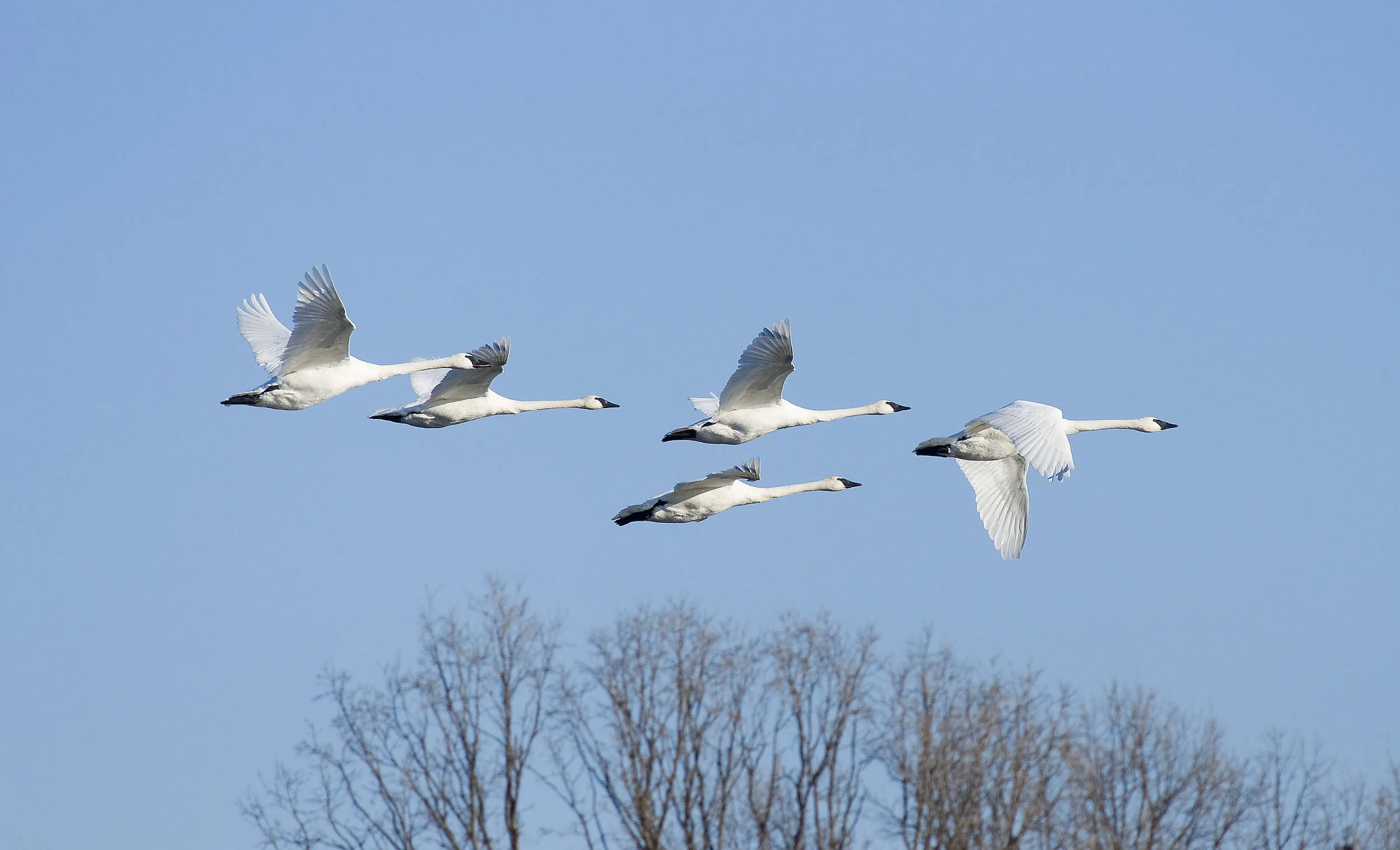 【希求解脱 Intent of Liberation】执为安乐 Mistook suffering as happiness