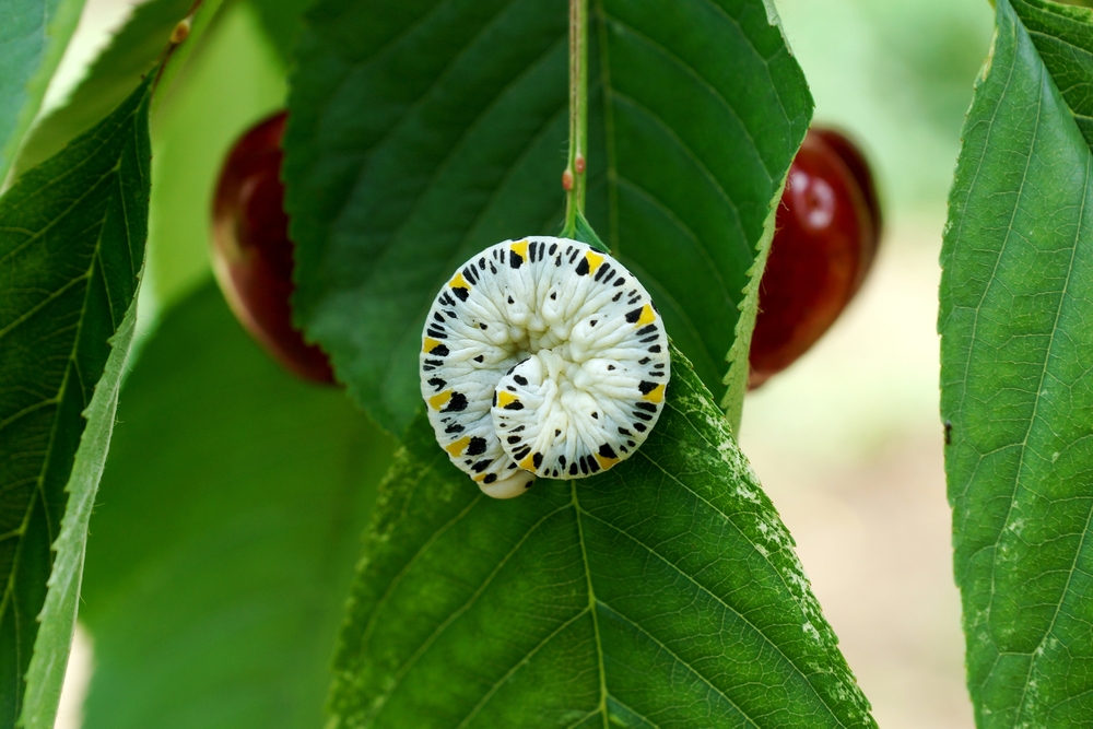 【希求解脱 Intent of liberation】住胎苦 Suffering in the womb