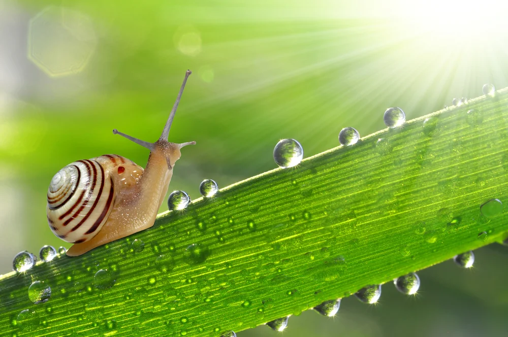 【依师 Relying on the Teacher】示法性谛令解脱 Sages liberate by teaching the truth of reality