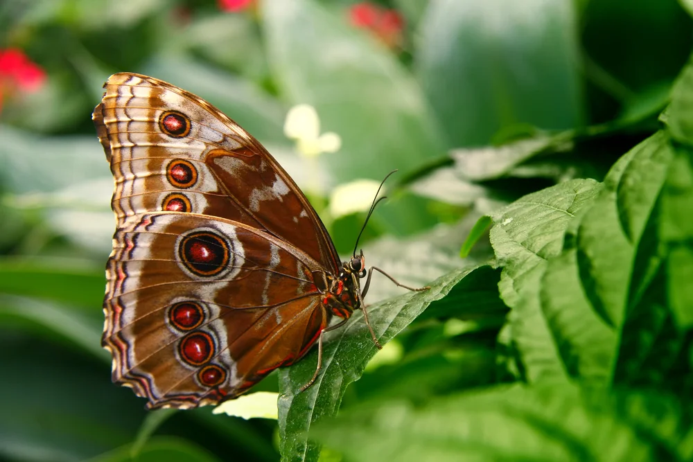 【依师 Relying on the Teacher】 说相似法 Teaching Resemblance Dharma