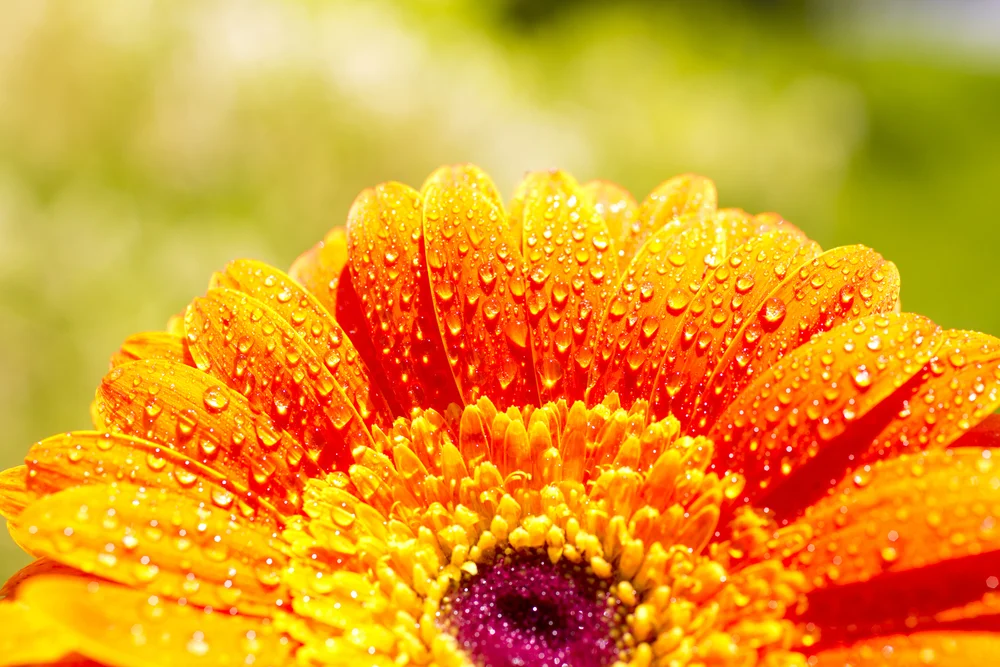 【皈依 Going for Refuge to the Three Jewels】如何忆念佛法僧 How to think of the Triple Gems 