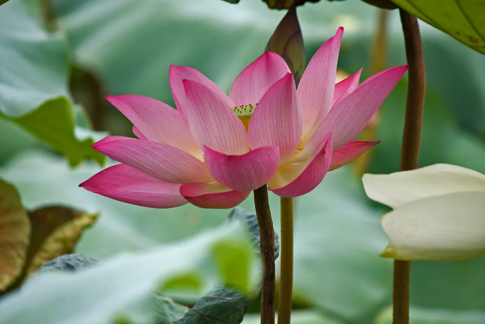 【皈依&nbsp;Refuge】自誓皈依 Making commitment to take refuge&nbsp;&nbsp;