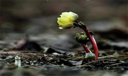 【业果 Karma】杀业等起 Motivation of killing