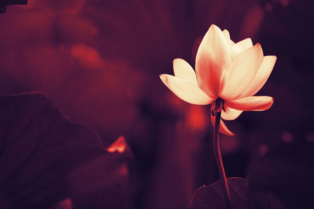 【业果 The Varieties of Karma】妄矜為智 make a pretense of being knowledgeable