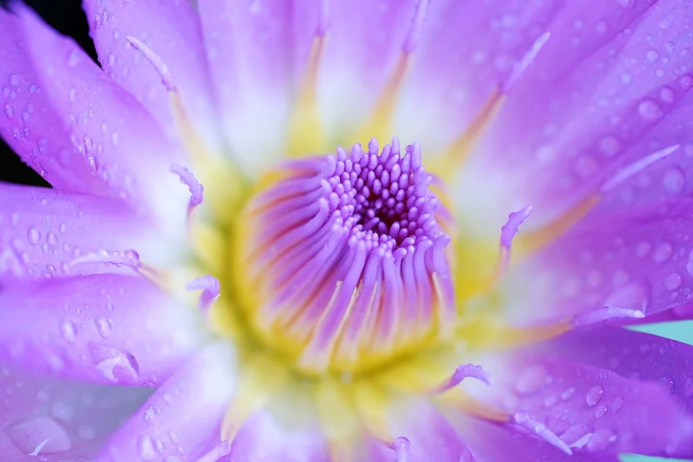 【Listening 听闻 】Seeking the Teachings with reverence 佛法恭敬中求