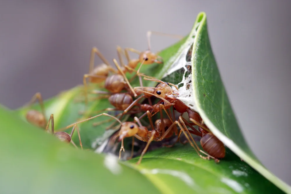 Venerable Jing Yuan:If Rebuked  净远法师:如果有人骂你
