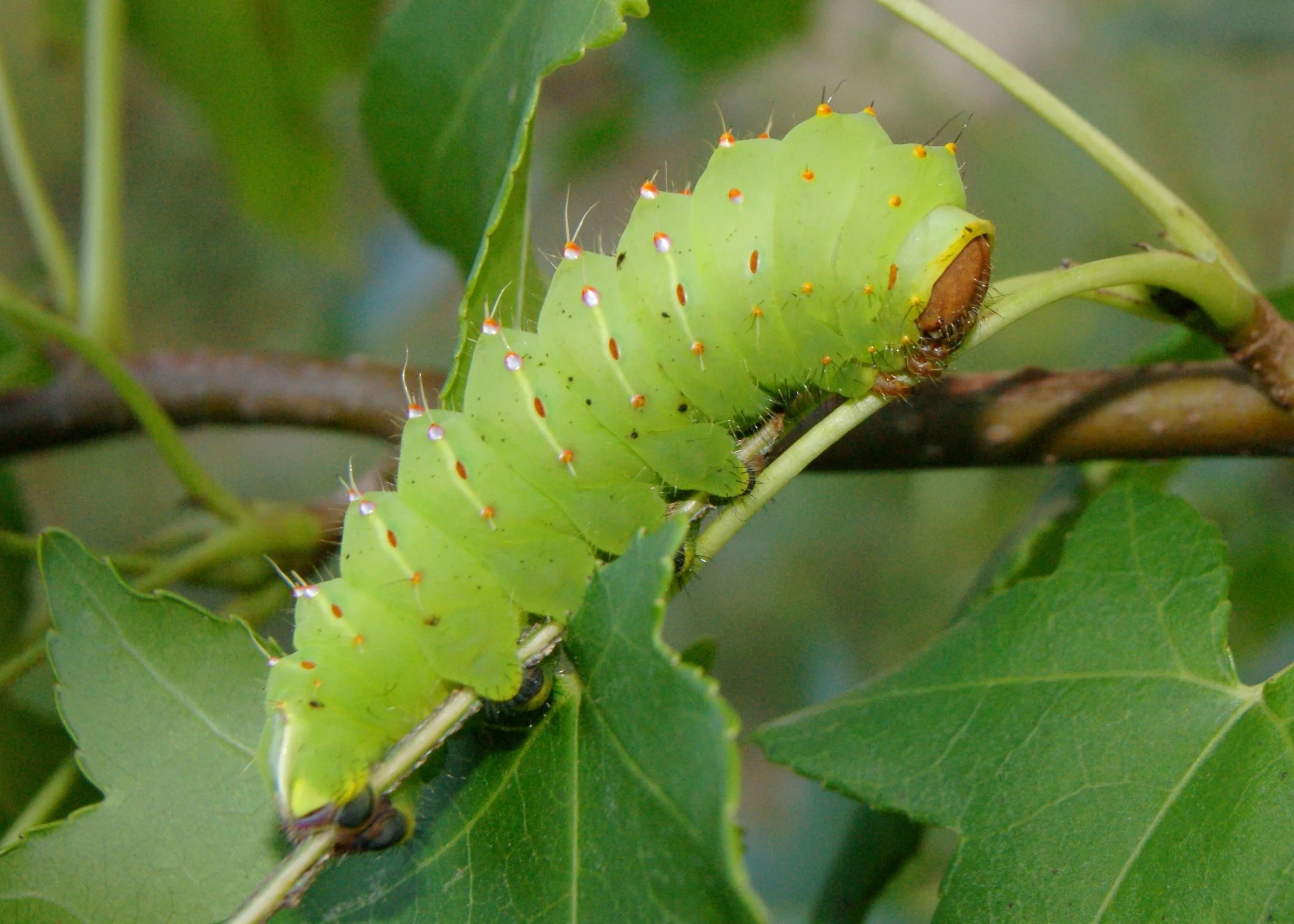 Venerable Jing Yuan:Time to be Humble  净远法师:谦下的时光