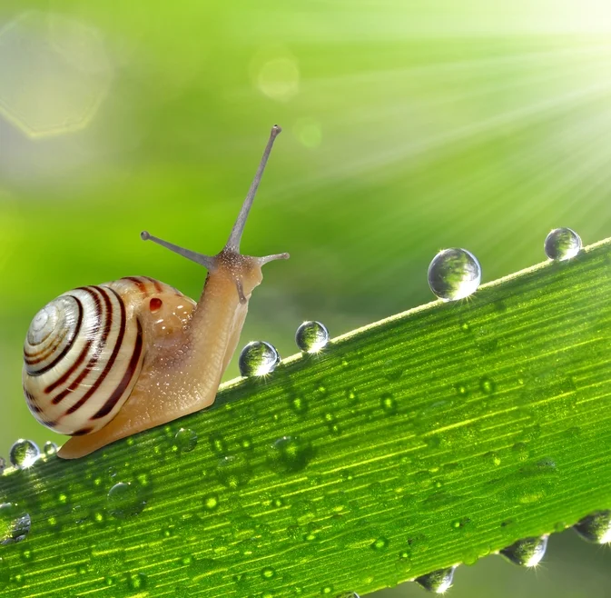 Venerable Jing Yuan:Humility and Compassion   净远法师:谦虚与慈悲