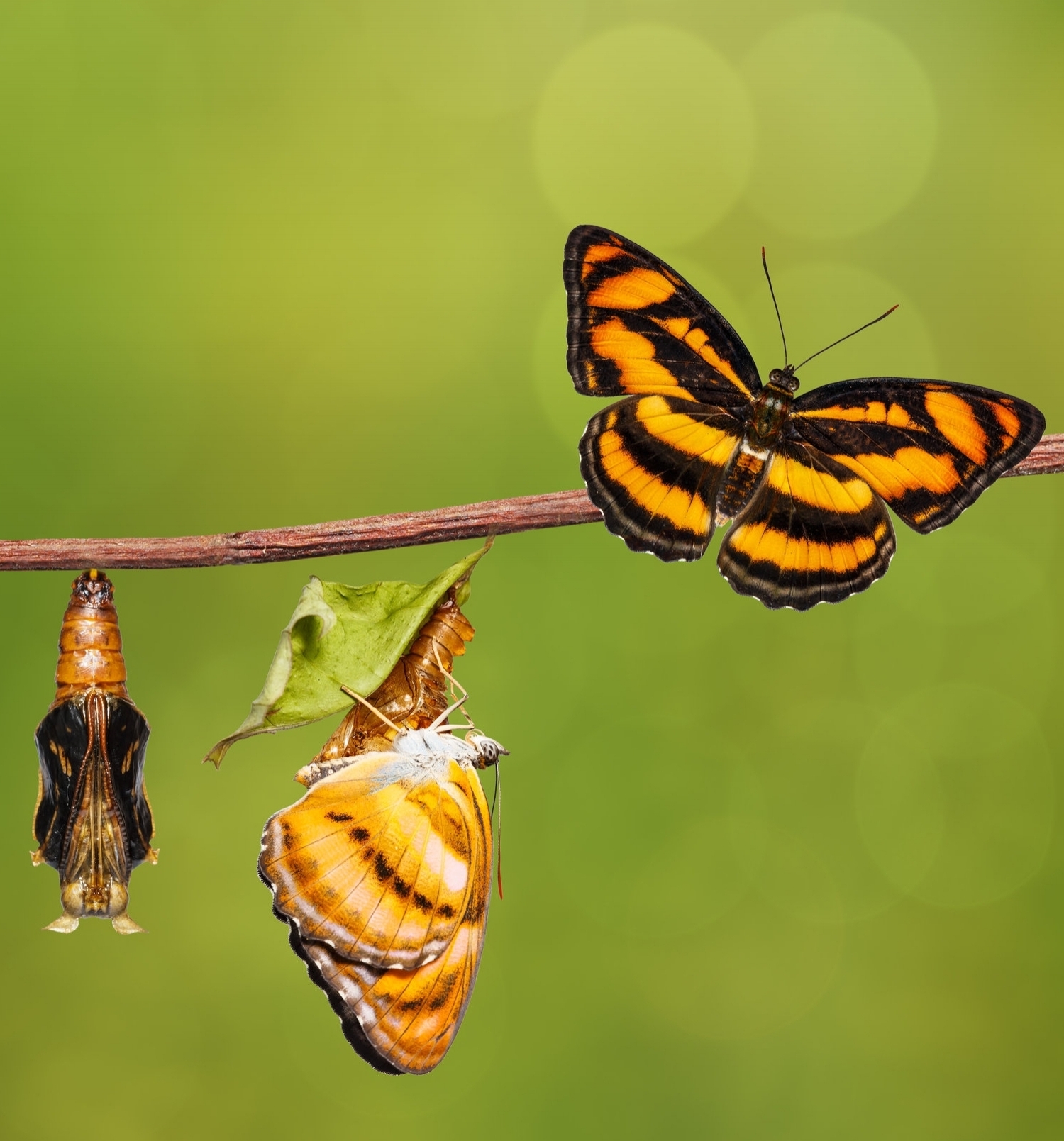 Venerable Jing Yuan:Affliction and Agony   净远法师:烦恼与痛苦