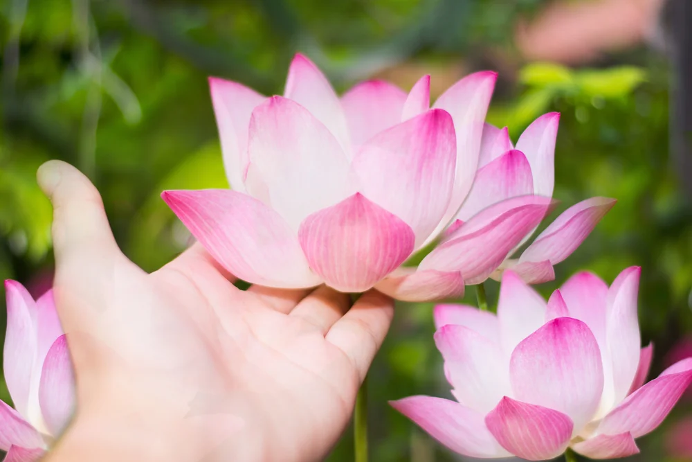 【Listening 听闻】Listen to the teachings respectfully 恭敬闻法