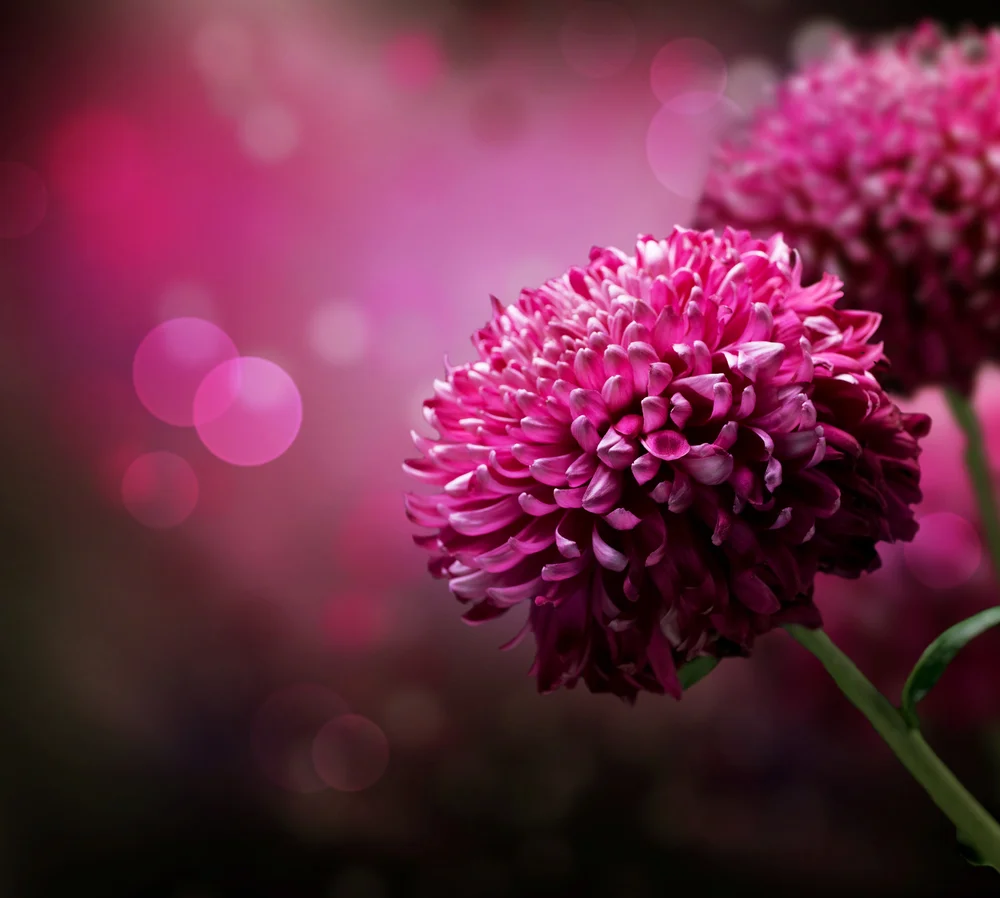 【Relying on the Teacher 依师】The one hundred plus one hundred in listening to the teachings 听闻佛法的一百加一百