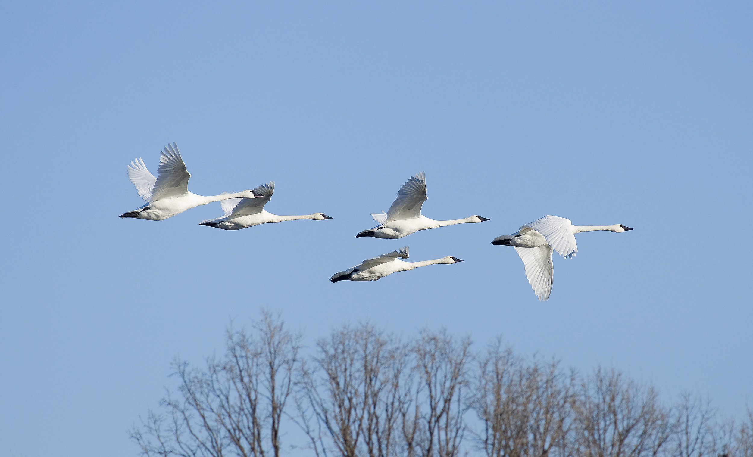  【Relying on the Teacher 依师】There is only one requirement in studying Buddha Dharma 要学佛法只有一件事