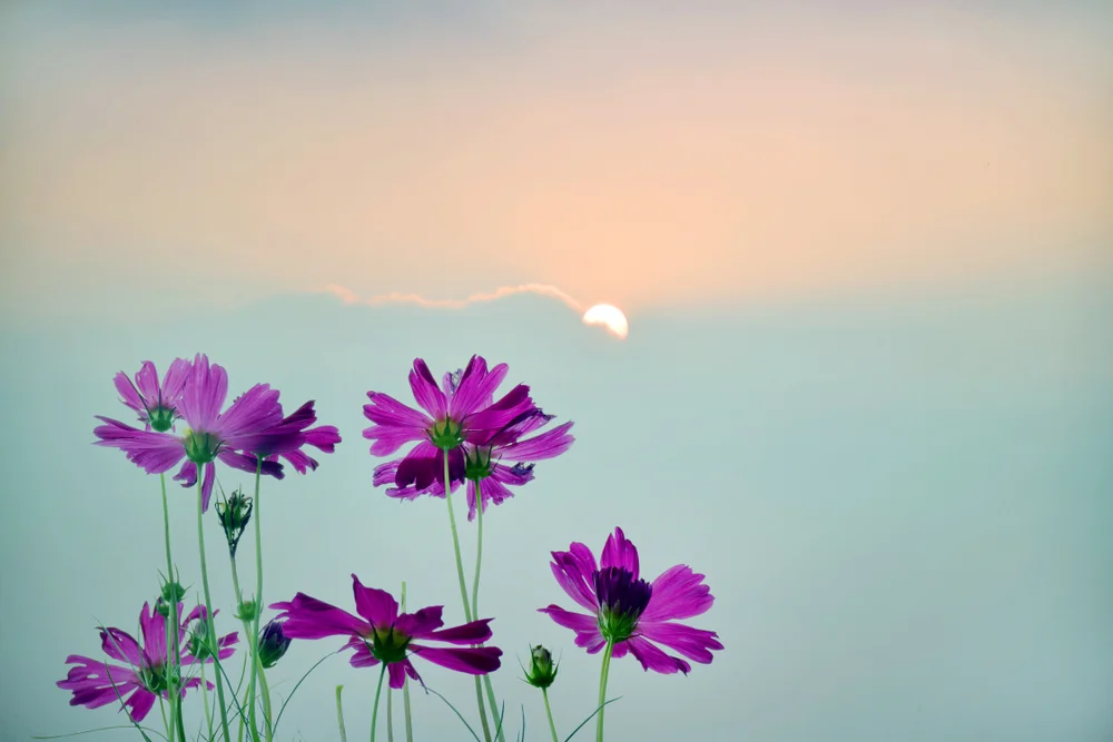 【Relying on the Teacher 依师】Admire and praise for the sake of one’s livelihood 称扬赞叹以求自活命