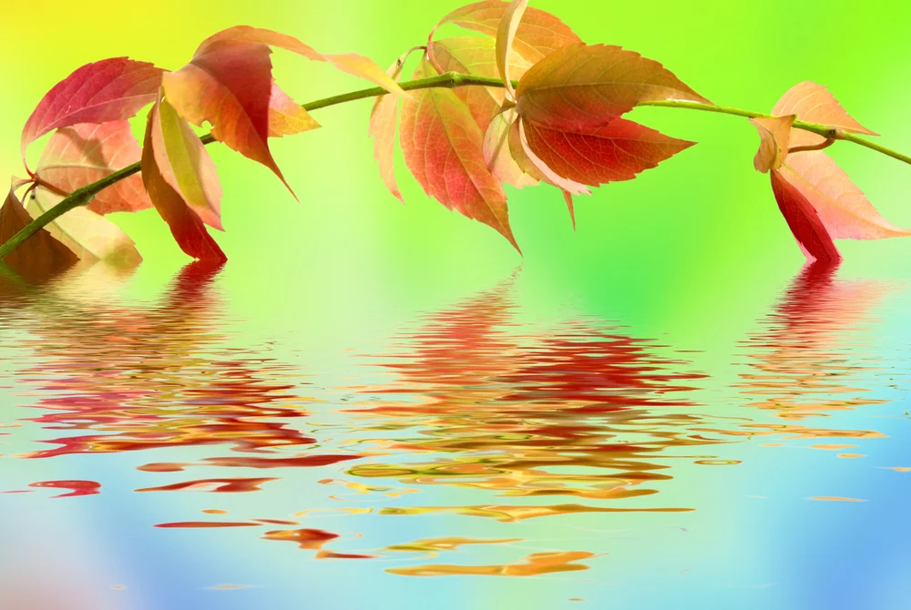 【Relying on the Teacher 依师】The defining characteristics of the student 弟子相