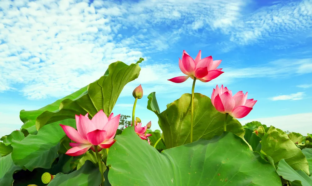 【 Benefits of relying on the teacher 亲近胜利】You will not be bereft of future teachers 终不缺离大善知识