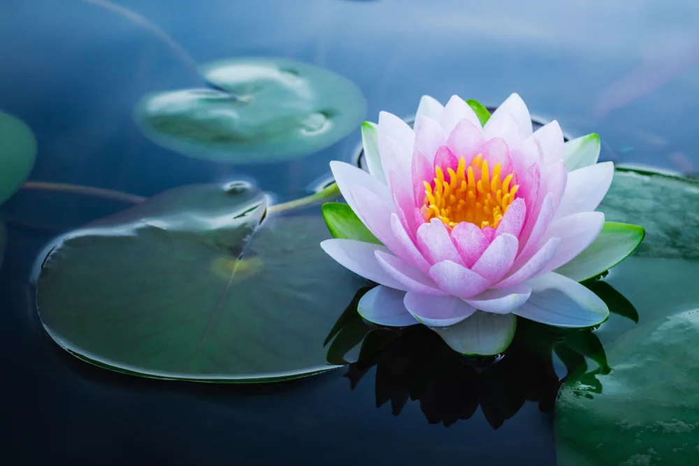 【 Benefits of relying on the teacher 亲近胜利】【As the Sutra of Ksitigarbha says:&nbsp;...《地藏经》云：“彼摄受者，应经无量俱胝劫中，流转恶趣所有诸业，然于现法因疾疫等，或飢馑等，损恼身心而能消除，下至呵责，或唯梦中亦能清净。】