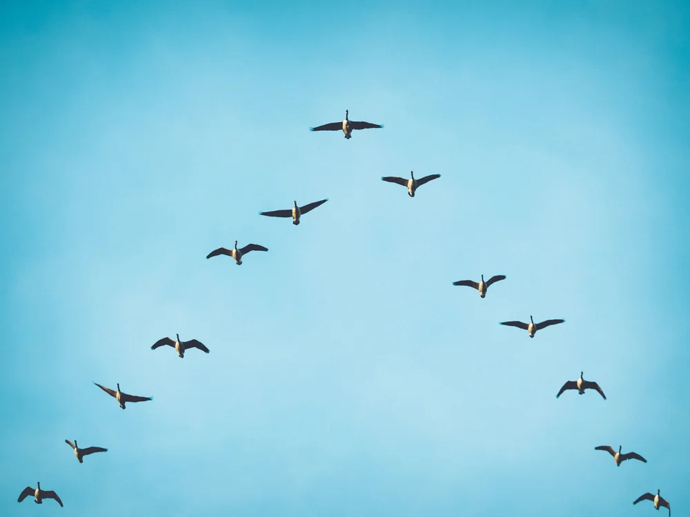 【 Benefits of relying on the teacher 亲近胜利】Excuse yourself with soothing words 一切时处不远离...